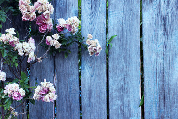 Fototapeta na wymiar Blue painted old wooden fence and pink roses, horizontal view. Rural background.