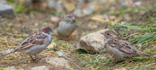 house sparrows (passer domesticus) on a garden fence