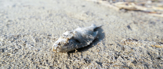 dead fish on hot sand, global warming, climate change