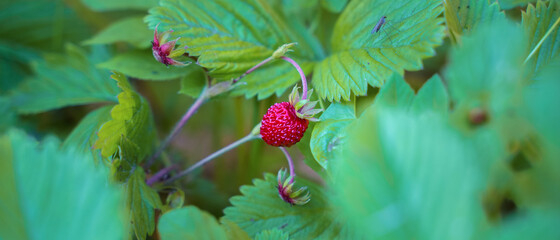  Ripe red berry of garden strawberry closeup