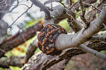 Magical austral forest in Tierra del Fuego National Park, Beagle Channel, Patagonia, Argentina, early Autumn