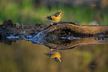 Brambling