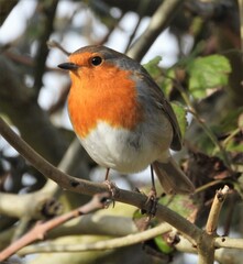 Perfect Little Robin