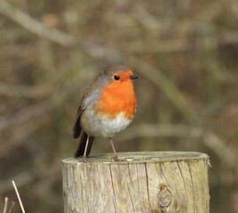 robin on a fence post
