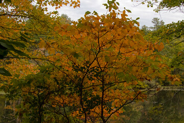 Scenes of foliage in fall