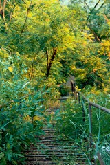 footpath in the forest