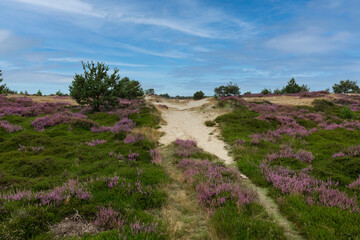 heather fields and dunes in holland