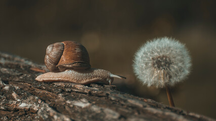 big snail and Ladybird beetle on a branch