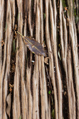 close up of a bark and a leave