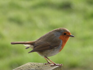 handsome robin on a fence