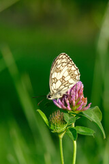 butterfly on flower