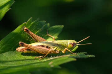 grasshopper on a leaf