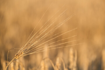 Fototapeta premium field of wheat