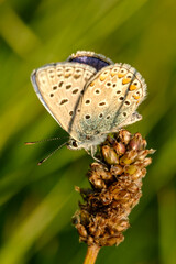 butterfly on a flower