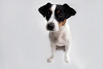 Portrait of a cute dog jack russell terrier breed on a white background