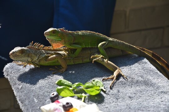 Para młodych legwan&oacute;w zielonych w domowej hodowlii - iguana