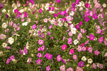 White and purple petunia flowers in a soft light on a flower bed.Background. The concept of ornamental plants