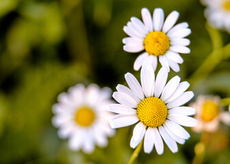 Obraz premium daisies in a field