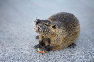 Portrait of nutria. Adult large nutria with a beautiful color of valuable fur