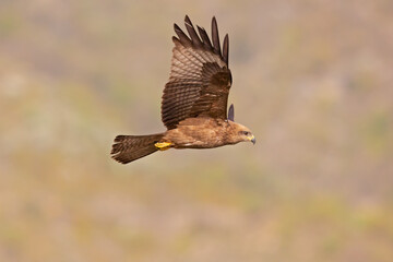 A black kite (Milvus migrans) in flight.