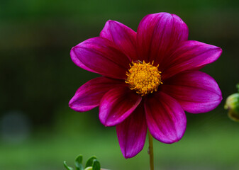 Dahlia