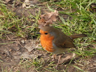 robin in the grass