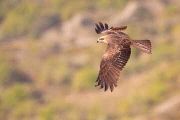 A black kite (Milvus migrans) in flight.