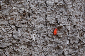 Coniferous bark texture with red insect on it close-up