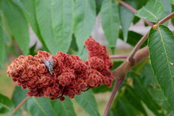 fly sitting on staghorn sumac  macro close up