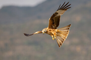 A red kite (Milvus milvus) in flight.