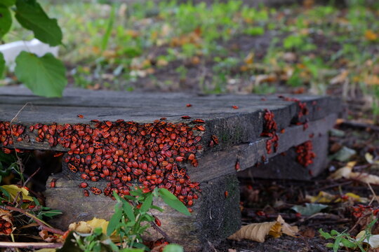 a colony of soldiers bugs in the forest on an old pallet close up