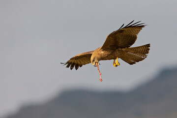 A black kite (Milvus migrans) catching and eating in flight.