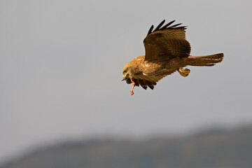 A black kite (Milvus migrans) catching and eating in flight.