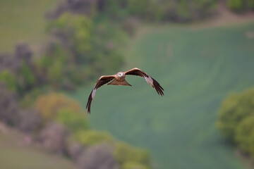 A red kite (Milvus milvus) in flight.