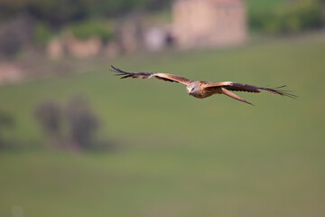 A red kite (Milvus milvus) in flight.