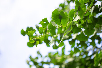 Fototapeta na wymiar Ginkgo biloba green leaves on a tree. Ginkgo Biloba Tree Leaves on sky.