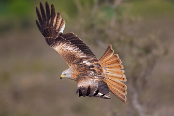 A red kite (Milvus milvus) in flight.