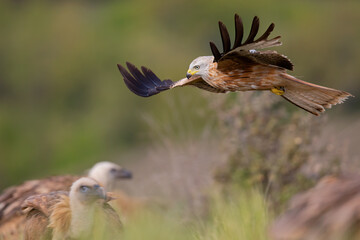 A red kite (Milvus milvus) in flight.