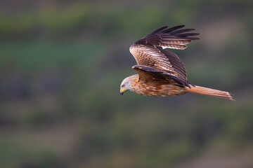 A red kite (Milvus milvus) in flight.