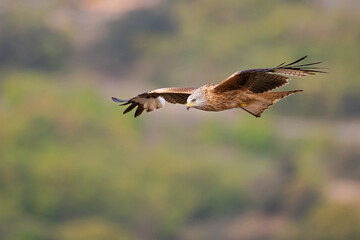 A red kite (Milvus milvus) in flight.