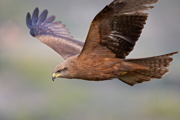 A black kite (Milvus migrans) in flight.