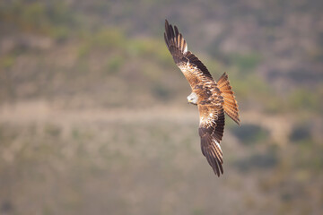 A red kite (Milvus milvus) in flight.