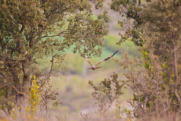 A red kite (Milvus milvus) flying through the trees.