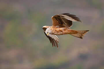 A red kite (Milvus milvus) in flight.