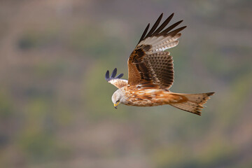 A red kite (Milvus milvus) in flight.