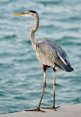 great blue heron