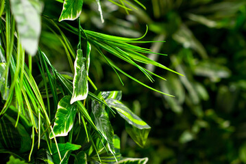 Green tropical leaves close up. Texture of jungle plants. Sharpness on the side leaf.