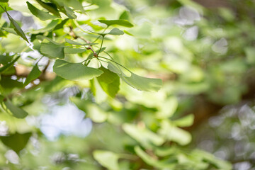 Outdoor Japanese ginkgo biloba leaves, Closeup.