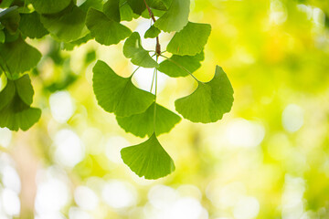 Outdoor Japanese ginkgo biloba leaves, Closeup.