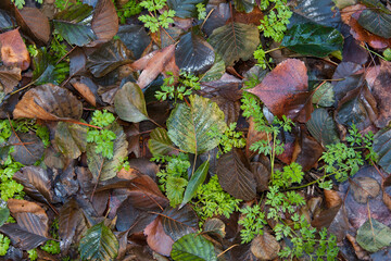Set of leaf litter on the wet ground